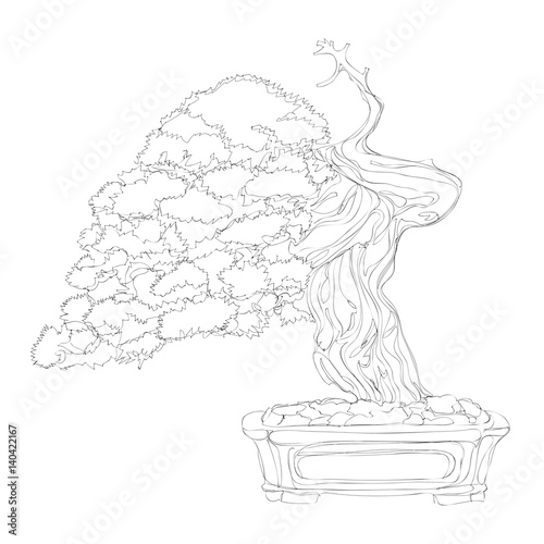 beautiful bonsai traditional line art continuous line vector drawing photo