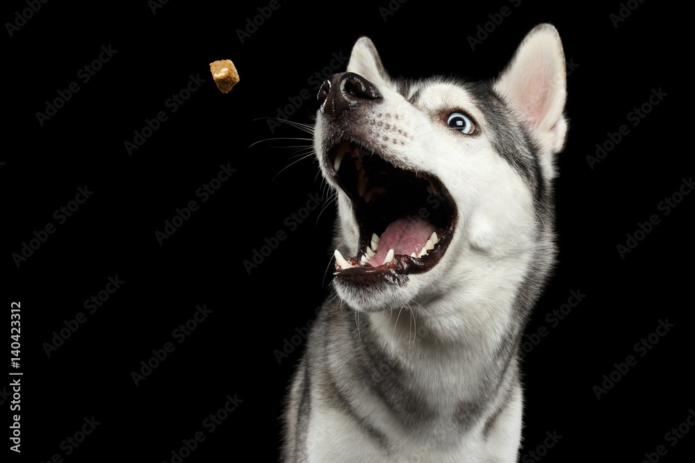 Portrait of Funny Siberian Husky Dog opened mouth Catching treat on