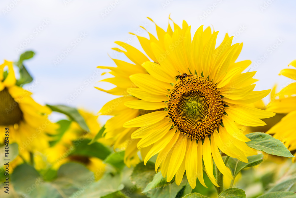 Sunflower has honey bee collects pollen in the sunflower fields.