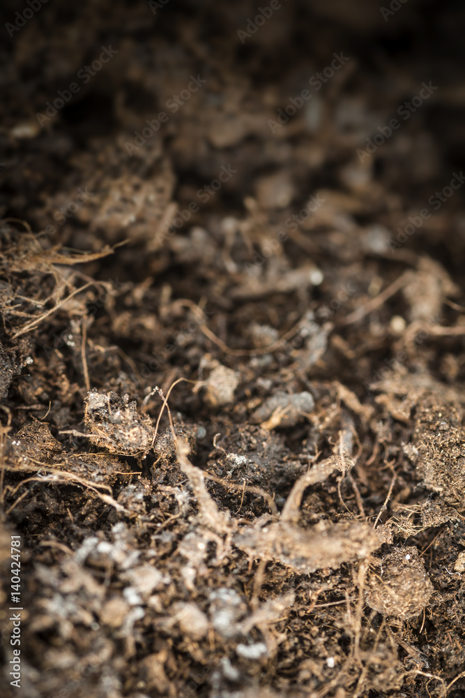 The humus-rich soil for seedling close-up. The humus-rich soil for seedling close-up.