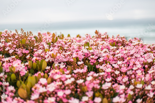 Flowering of pink flowers. Spring bloom