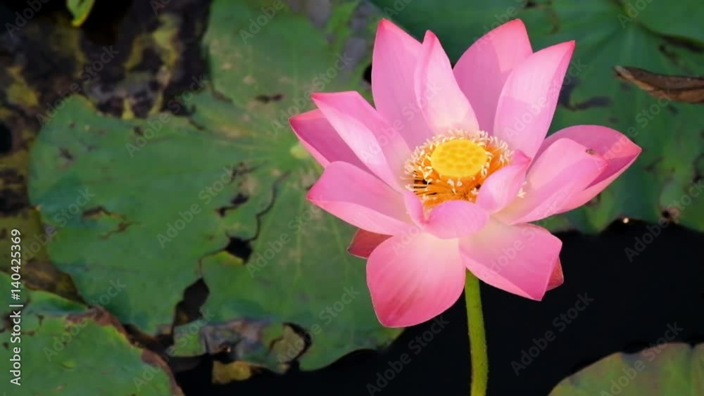 Pink lotus flower in the pond in the morning Pink lotus flower in the pond in the morning
