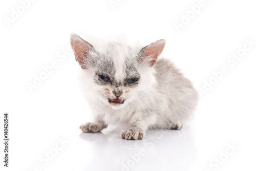 Photography Sick kitten on white background