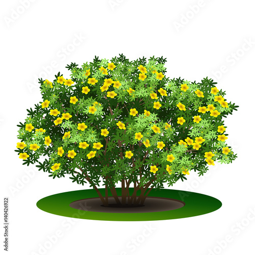 bush bloodroot with green leaves and flowers