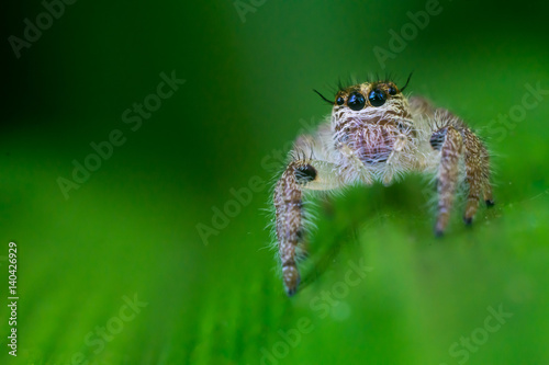 Cute Spider Jumping