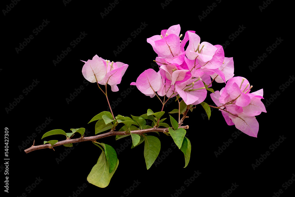 Fototapeta premium Pink blooming bougainvilleas