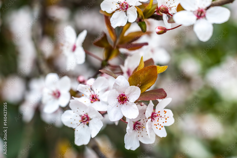 Cherry blossom and red leaves, green foliage in the background, pink flowers Cherry blossom and red leaves, green foliage in the background, pink flowers