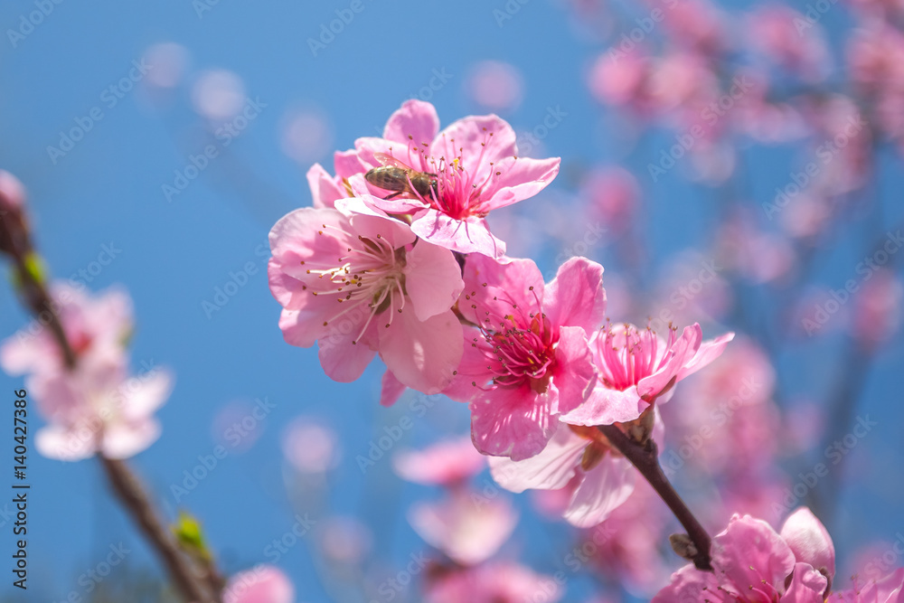 Obraz premium sweet peach blossoms in early spring, bees food