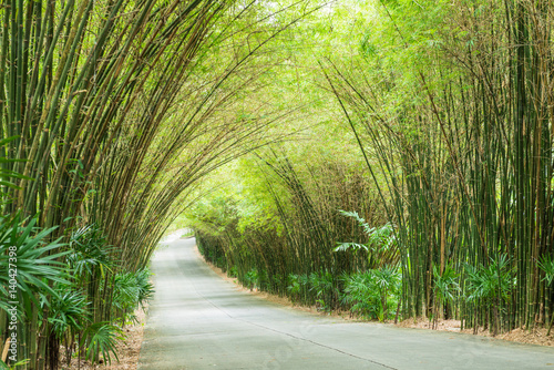 road through tunnel of bamboo