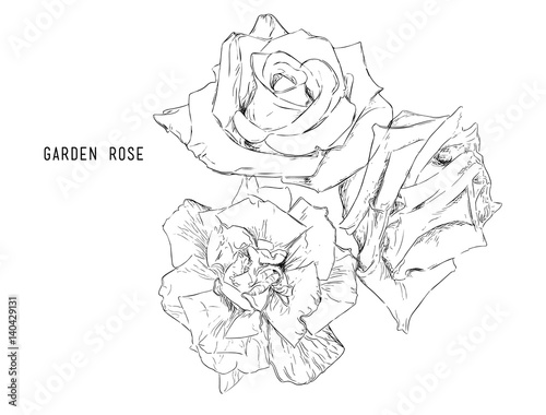 Vector illustration collection set of multicolored roses.