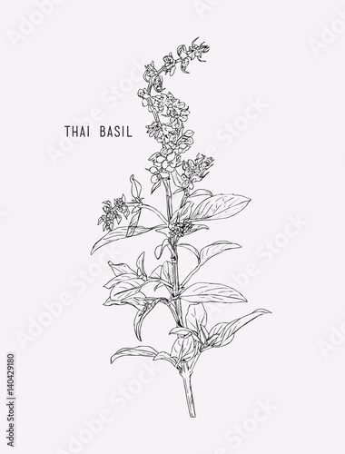 Thai basil vector.