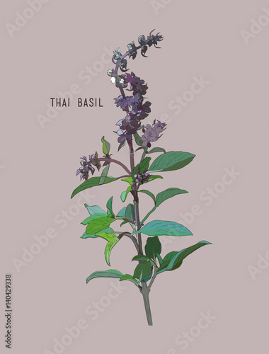 Thai basil vector.