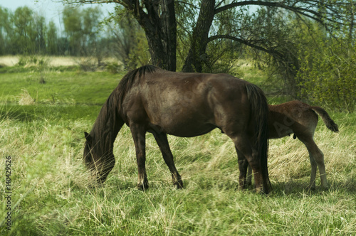 Horses graze in a meadow in the countryside © evgeniykleymenov
