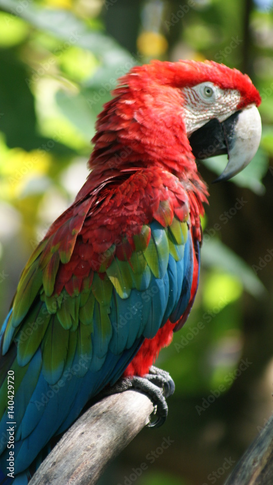 Fototapeta premium SONY DSC