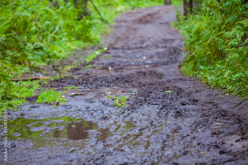 Fototapeta Naklejka Na Ścianę i Meble -  Forest path after the rain