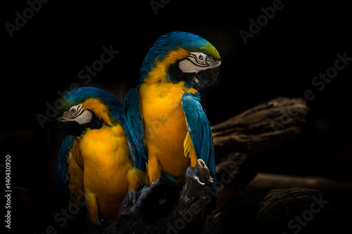Parrot two some cute animal pet beautiful colorful portrait and couple in tree , isolated black on background