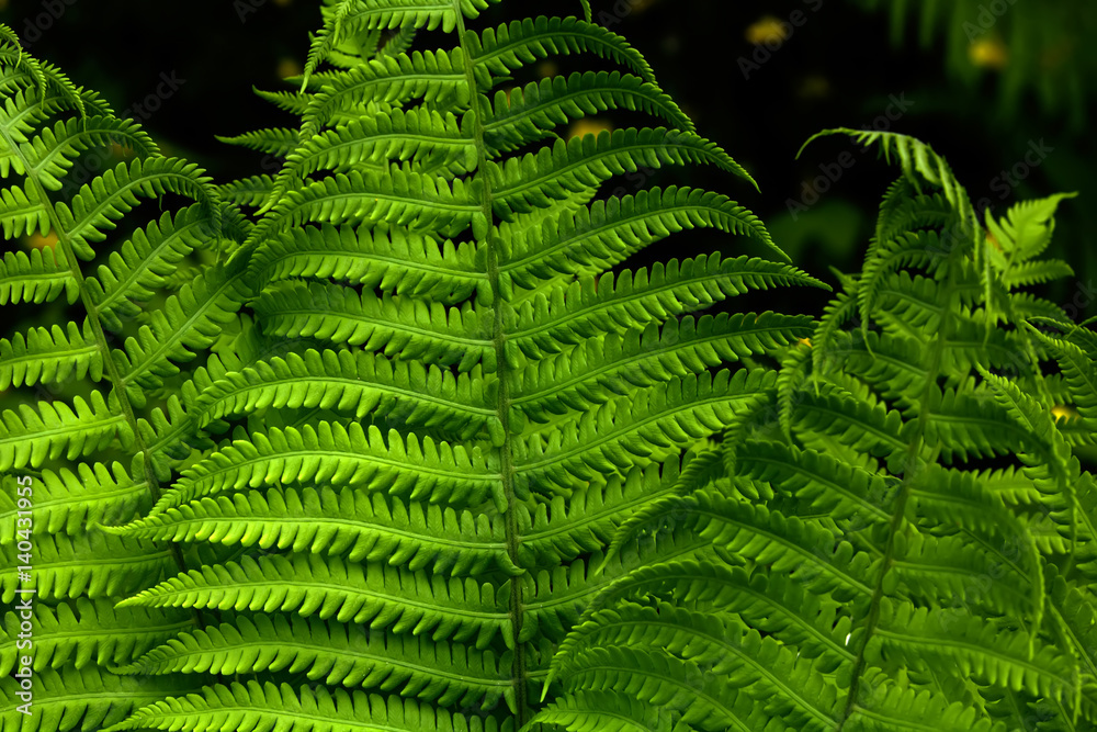 Fern growing in the summer forest. Wild plant.