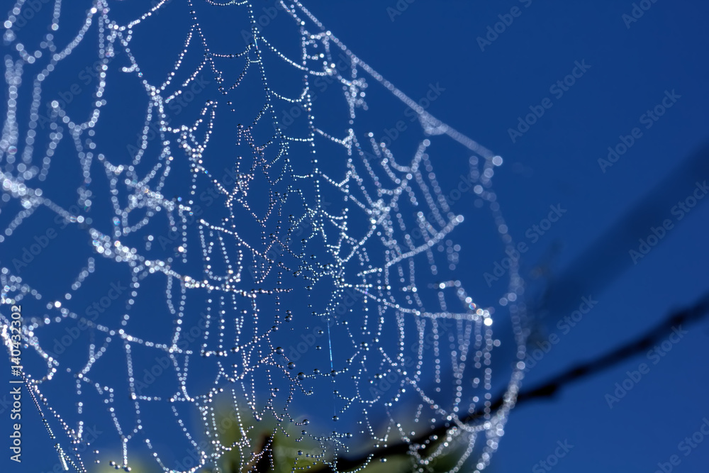 Drops of dew on a web. Morning meadow.