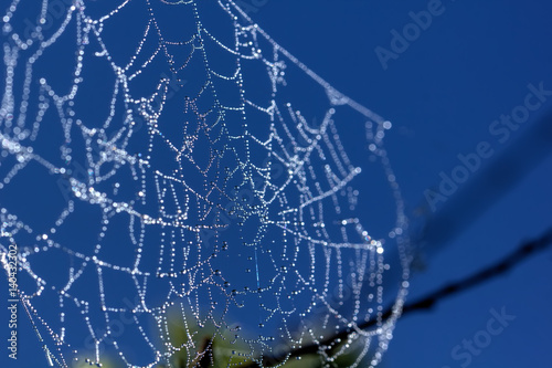Drops of dew on a web. Morning meadow. 