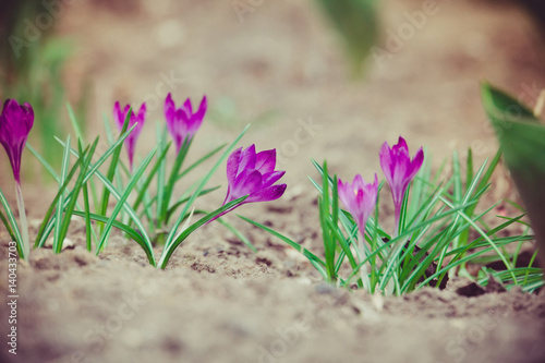 Purple Crocus Flowers Retro