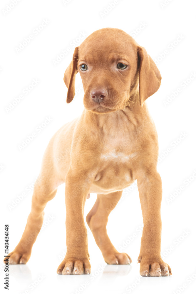 full body picture of a viszla puppy dog standing