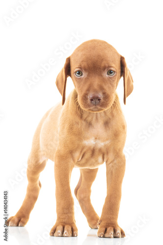 cute viszla puppy dog standing