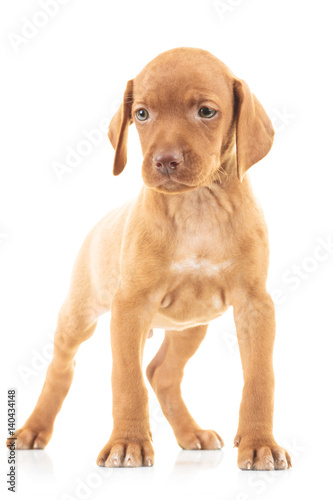 full body picture of a viszla puppy dog standing