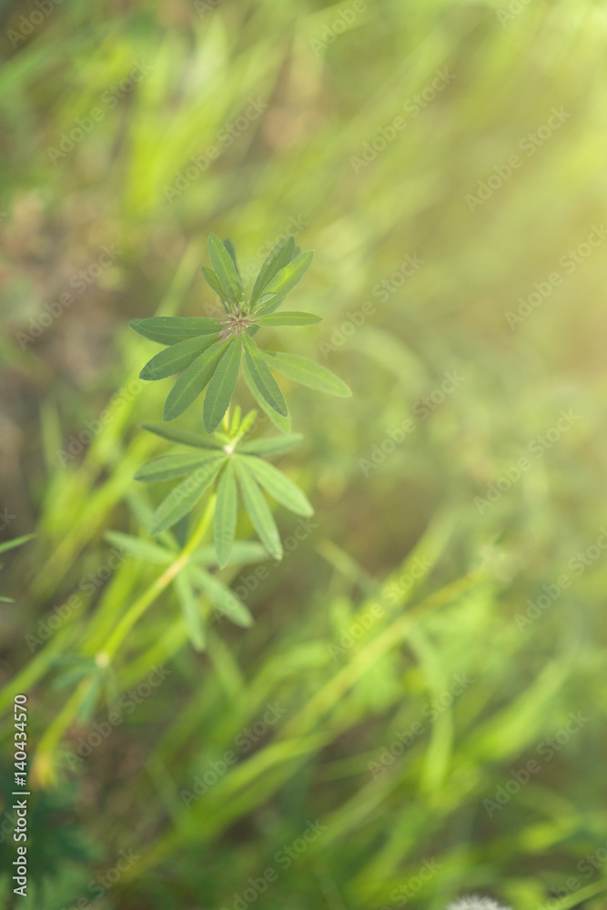 Under the bright sun. Abstract natural backgrounds