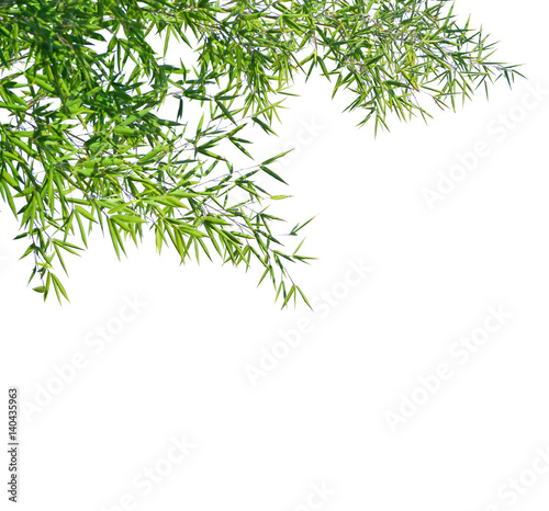 Branches of a bamboo isolated on white background. Selective focus