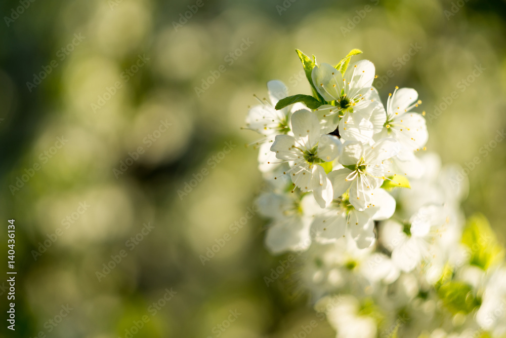 Spring White Blooming Trees