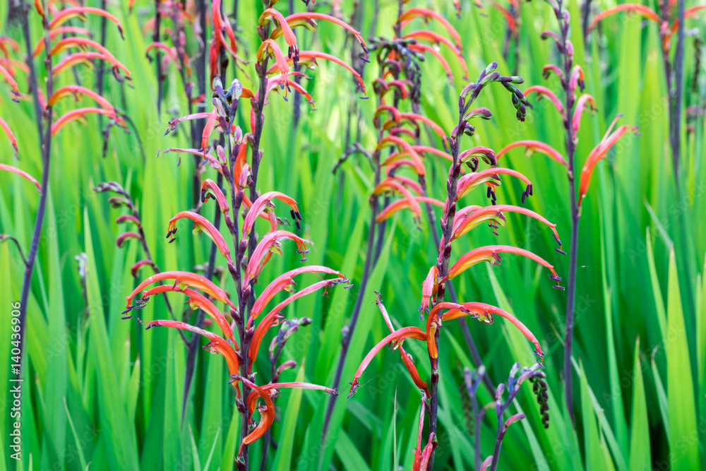 Obraz premium Crocosmia (montbretia), Coppertips, or Falling Stars