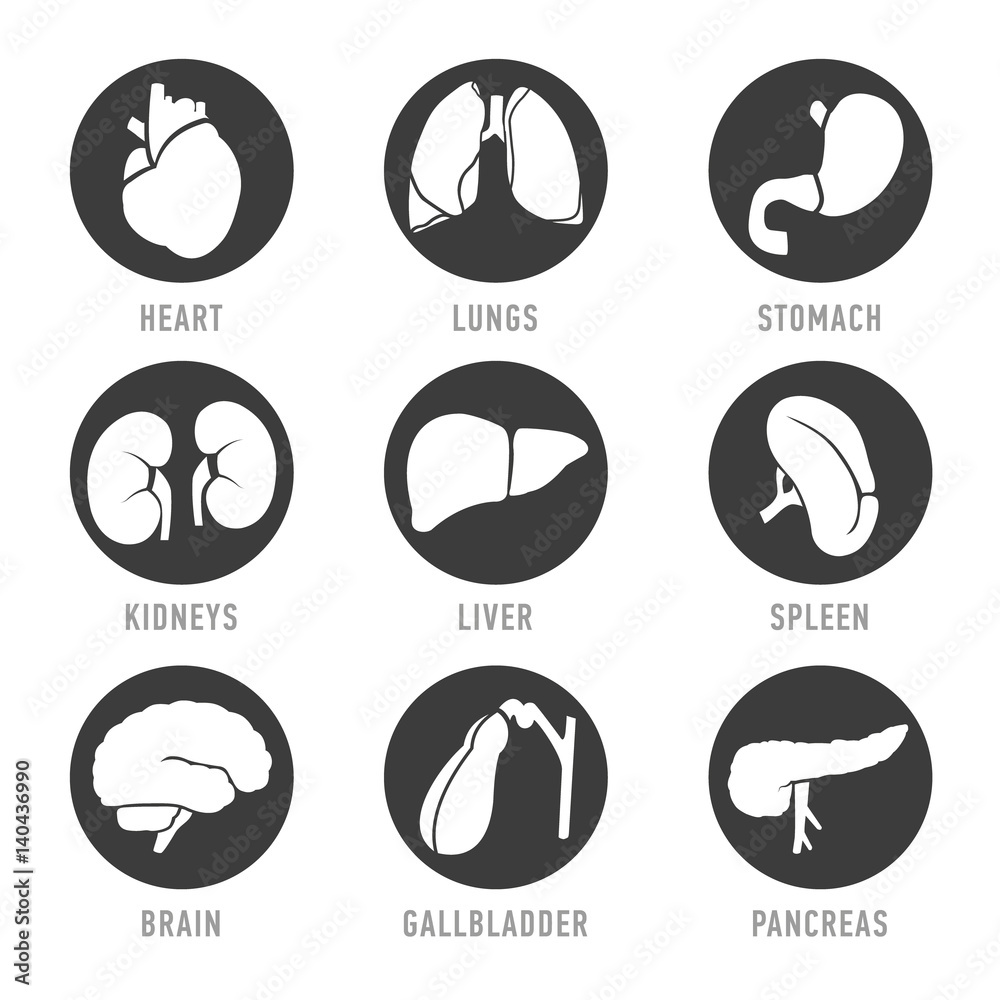 Set with icons of human organs. Vector Set with icons of human organs. Vector