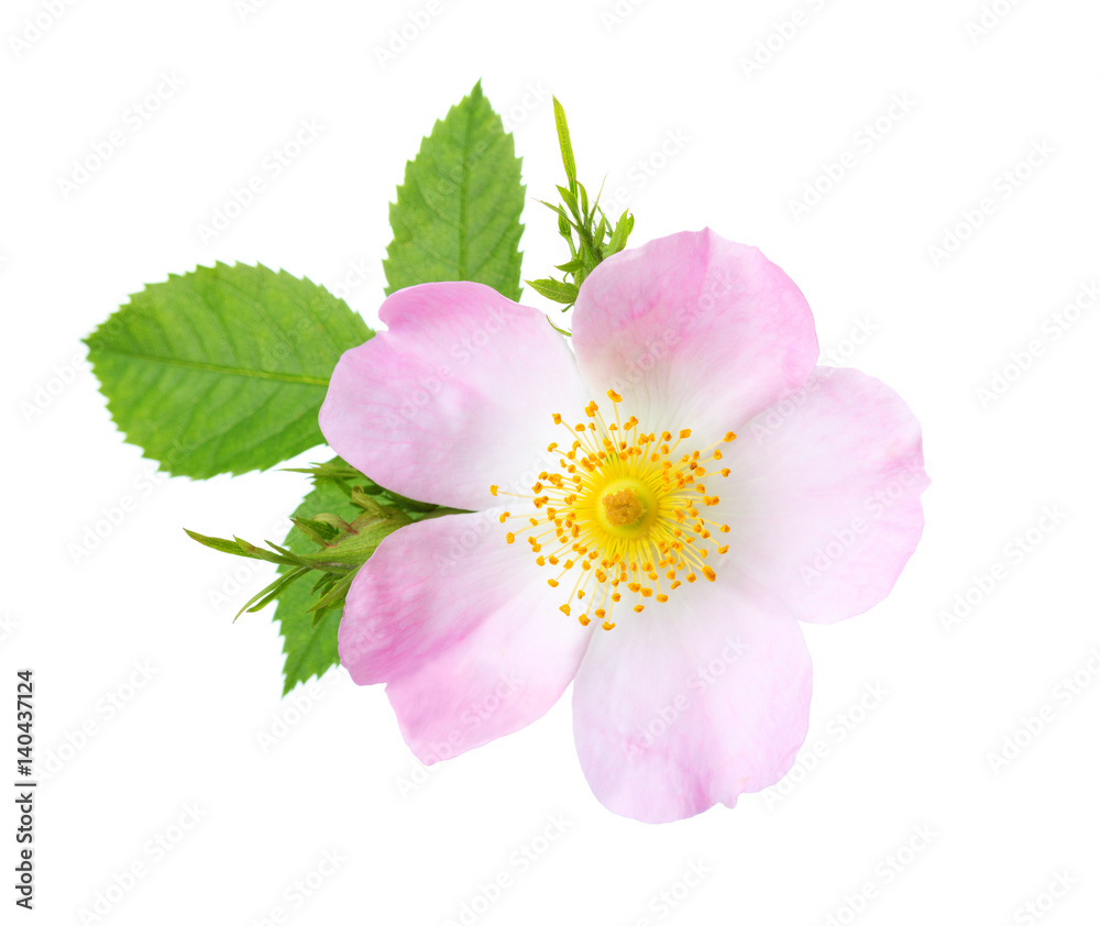 Fototapeta premium Light pink rose isolated on white. Rosa canina