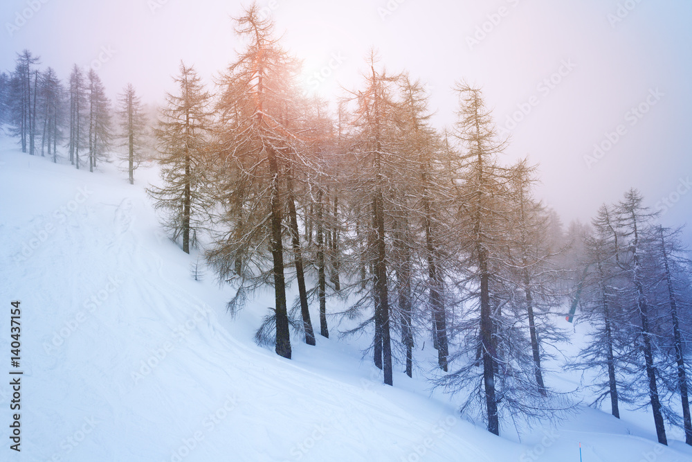 Snowy trees on winter mountains in the evening