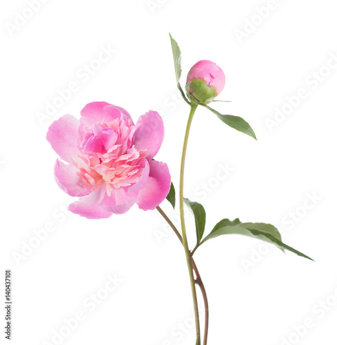 Light pink peonies isolated on white background.
