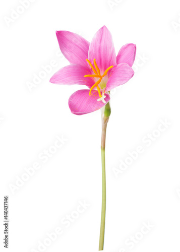 Pink lily isolated on a white background. zephyranthes candida