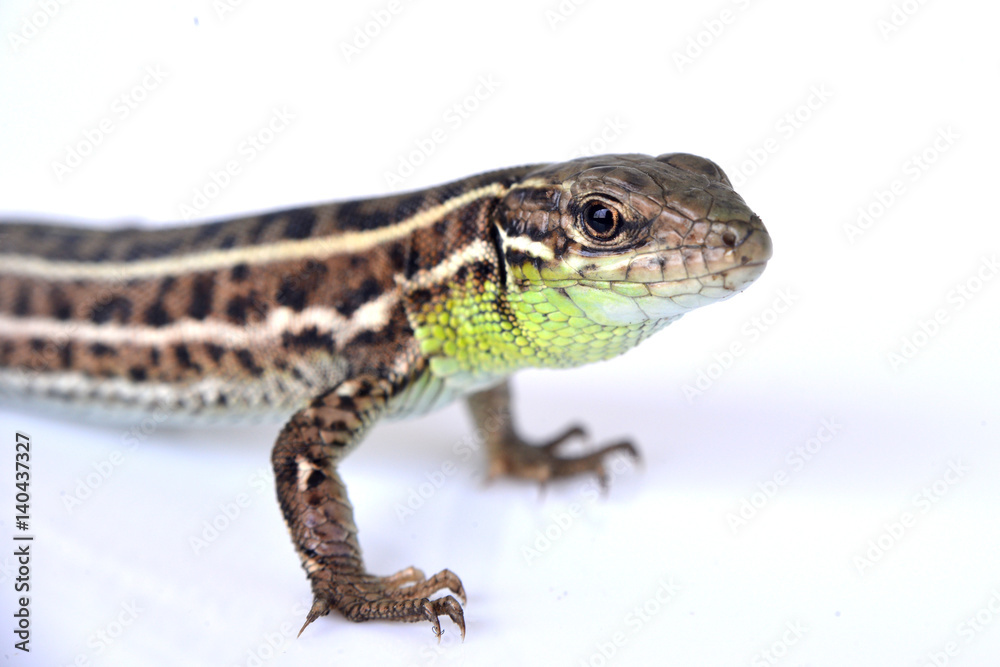 Bearded dragon (agama lizard) eating zophobas worm over white