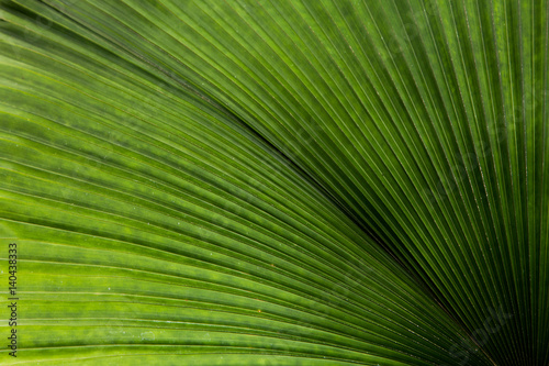 leaf texture  a green natural background.