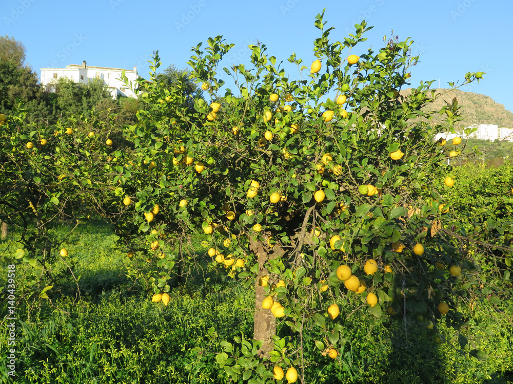 Old lemon tree in overgrown grove Old lemon tree in overgrown grove