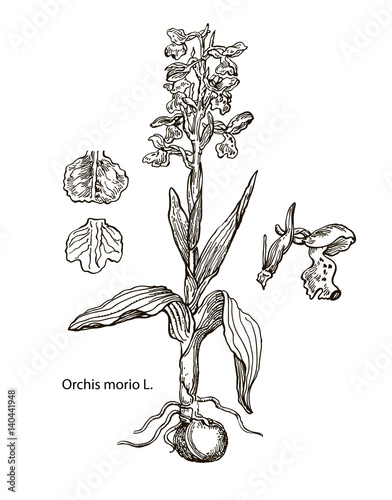 Vector images of medicinal plants. Detailed botanical illustration for your design. Orchis