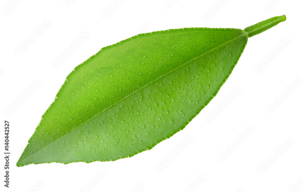 Fototapeta premium Citrus leaf isolated on a white