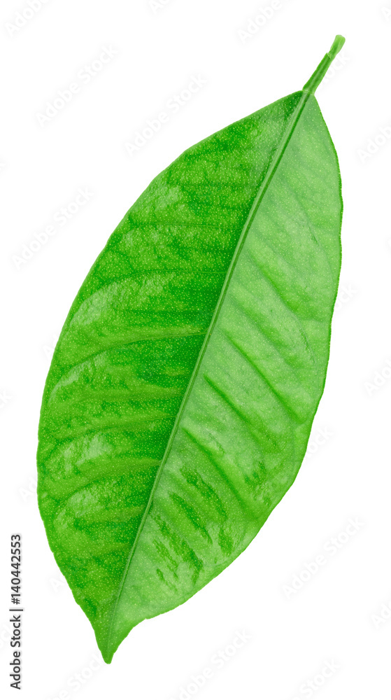 Obraz premium Citrus leaf isolated on a white