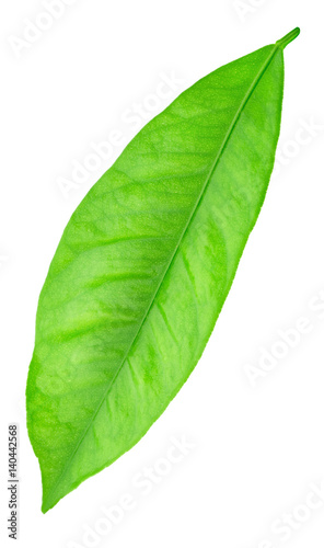 Citrus leaf isolated on a white