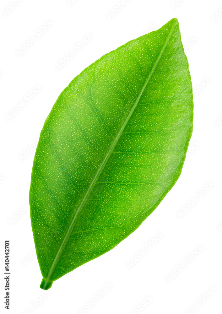 Obraz premium Citrus leaf isolated on a white