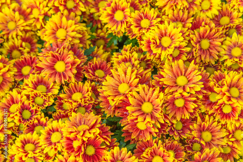 Beautiful yellow Arizona Sun fresh flower for background