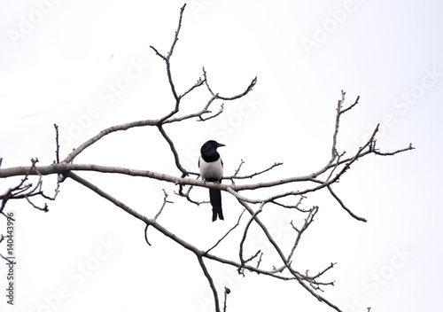 Magpie on a tree branch