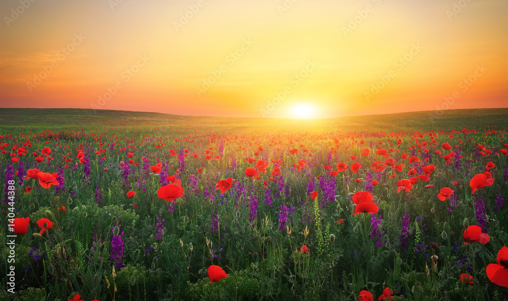 Beautiful landscape with nice sunset over poppy field. Composition of Nature