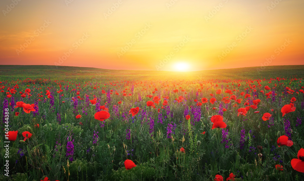 Beautiful landscape with nice sunset over poppy field. Composition of Nature Beautiful landscape with nice sunset over poppy field. Composition of Nature
