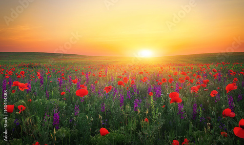 Beautiful landscape with nice sunset over poppy field. Composition of Nature © es0lex