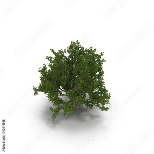 Old Green summer old maple tree isolated on white. 3D illustration